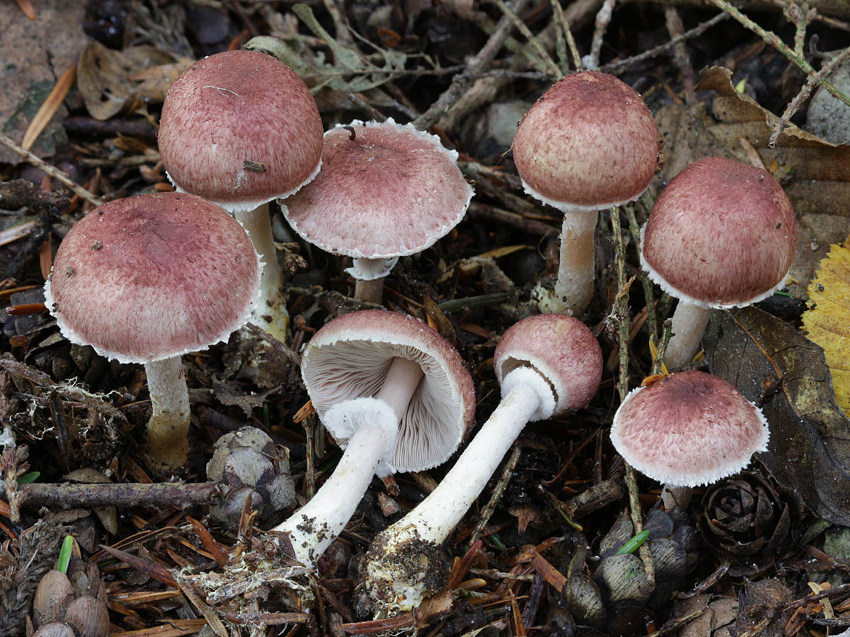 Une photo d'un Agaricus purpurellus