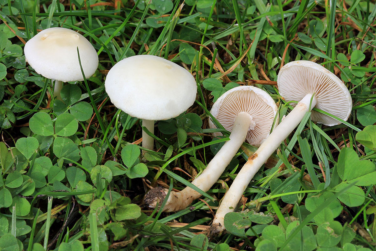 Une photo d'un Agrocybe dura