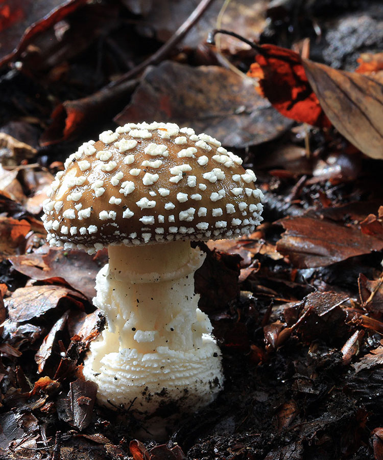 Une photo d'un Amanita pantherina