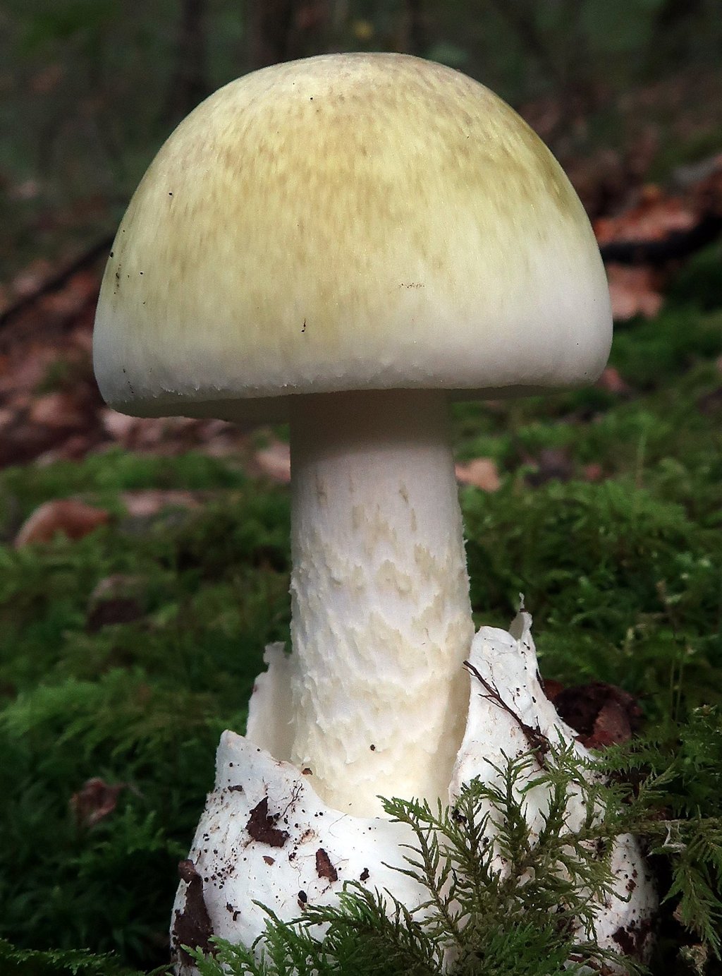 Une photo d'un Amanita phalloides