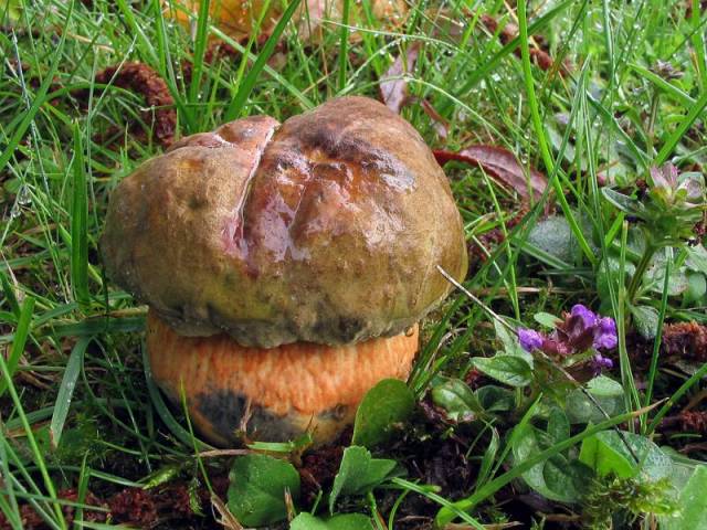 Une photo d'un Boletus luridus