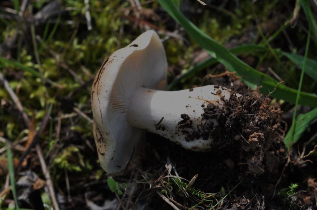 Une photo d'un Calocybe gambosa