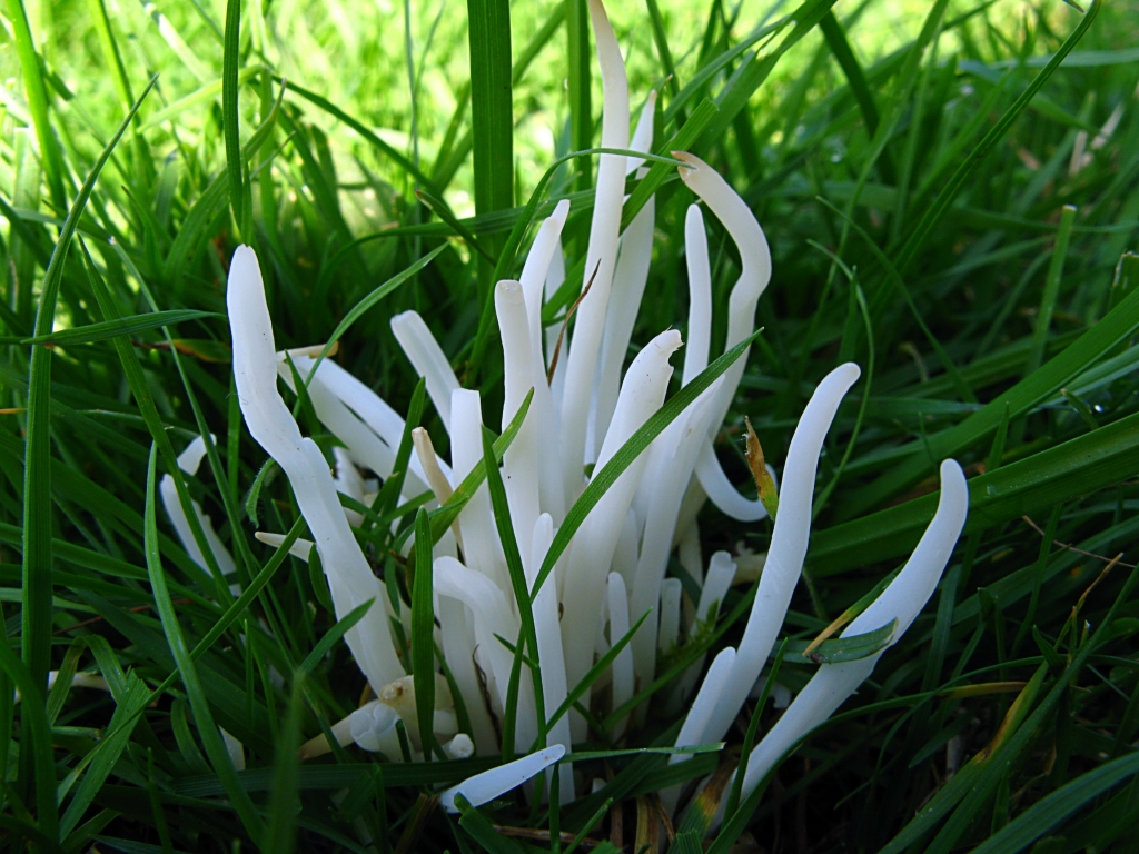 Une photo d'un Clavaria fragilis