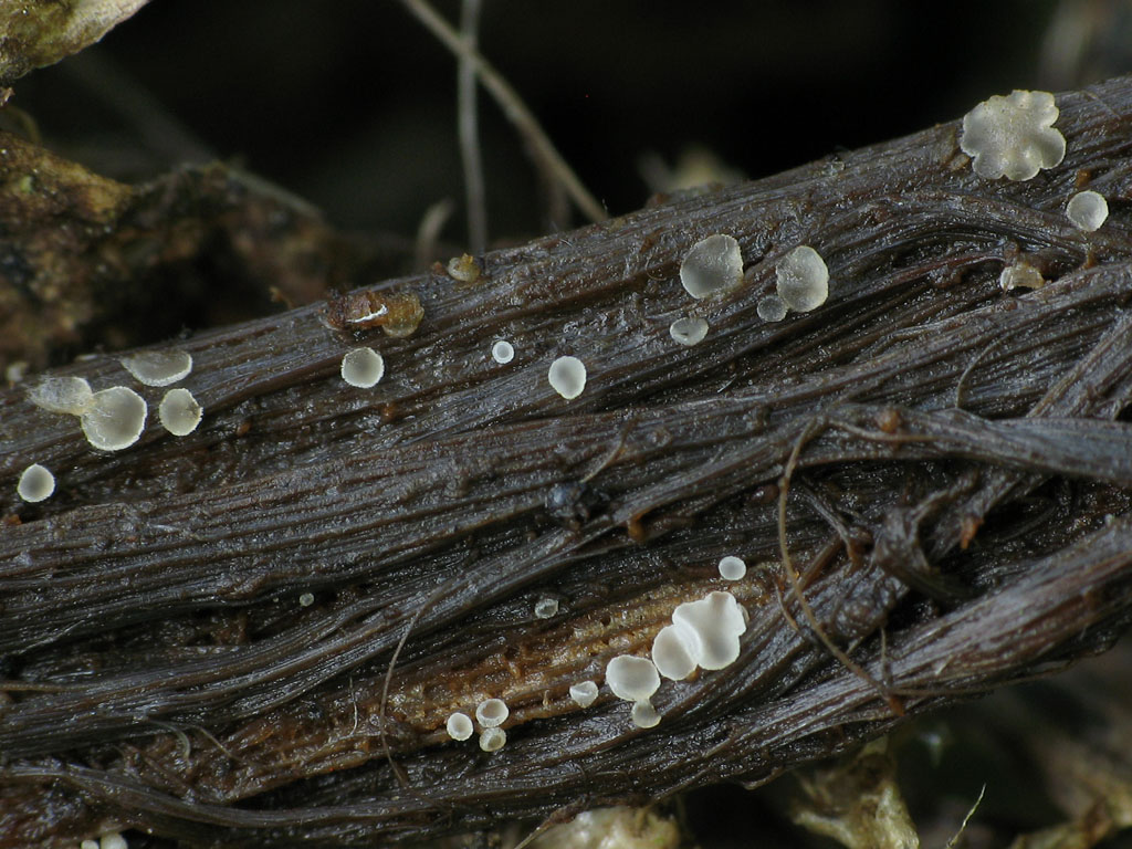 Une photo d'un Clavidisculum caricis