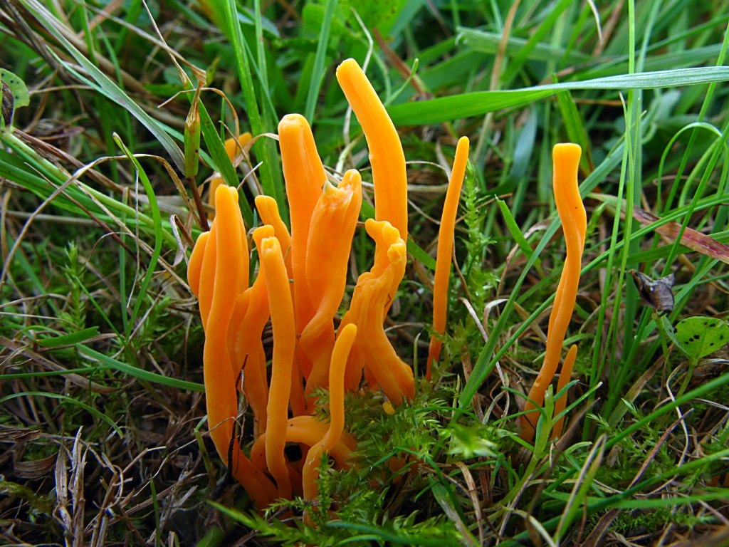 Une photo d'un Clavulinopsis luteoalba