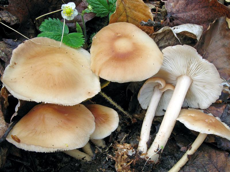 Une photo d'un Collybia hariolorum