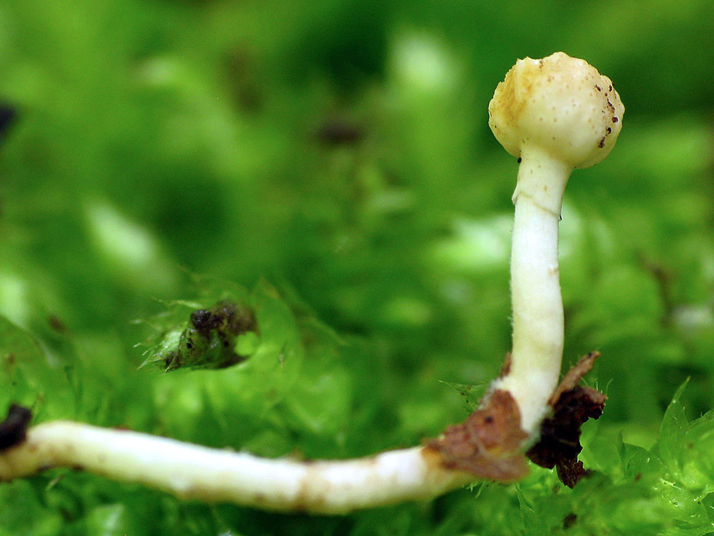 Une photo d'un Cordyceps forquignonii