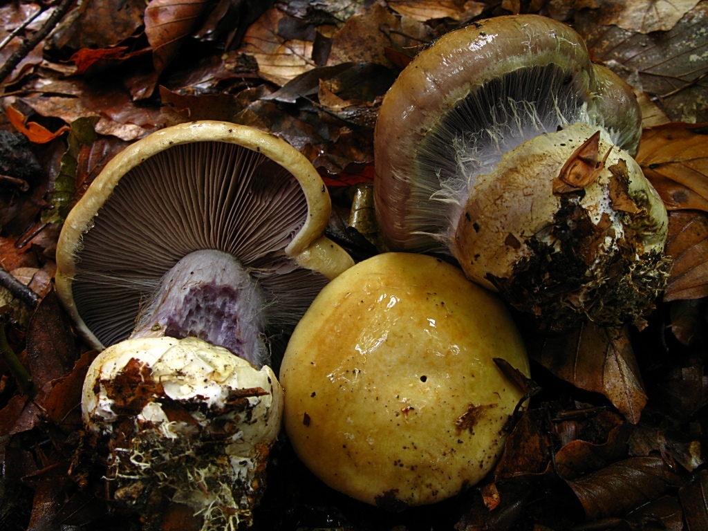 Une photo d'un Cortinarius amoenolens