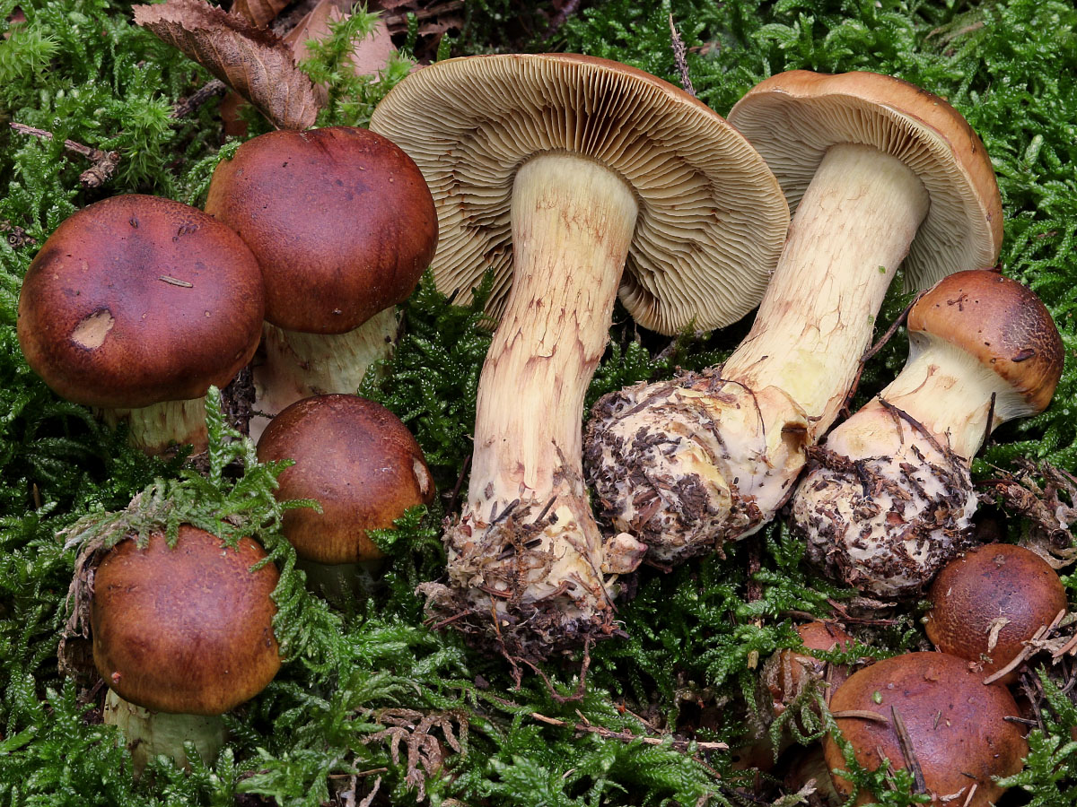 Une photo d'un Cortinarius nanceiensis