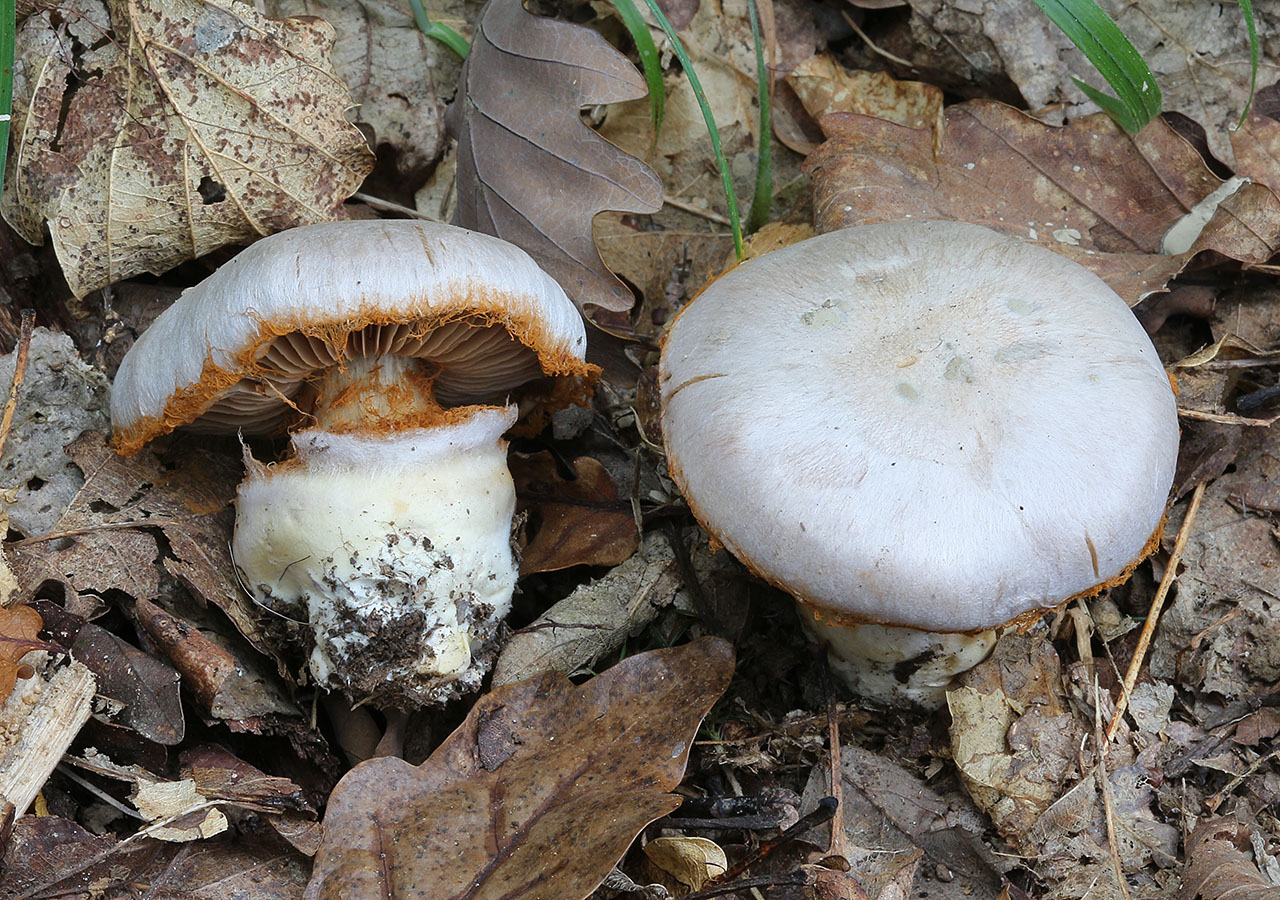 Une photo d'un Cortinarius scaurotraganoides