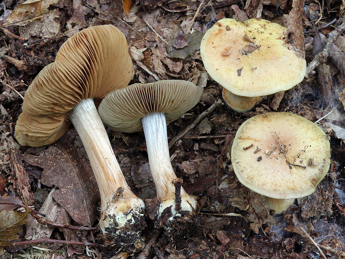 Une photo d'un Cortinarius subvirentophyllus