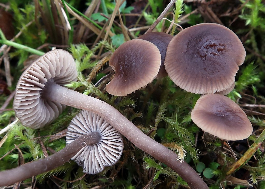 Une photo d'un Dermoloma phaeopodium