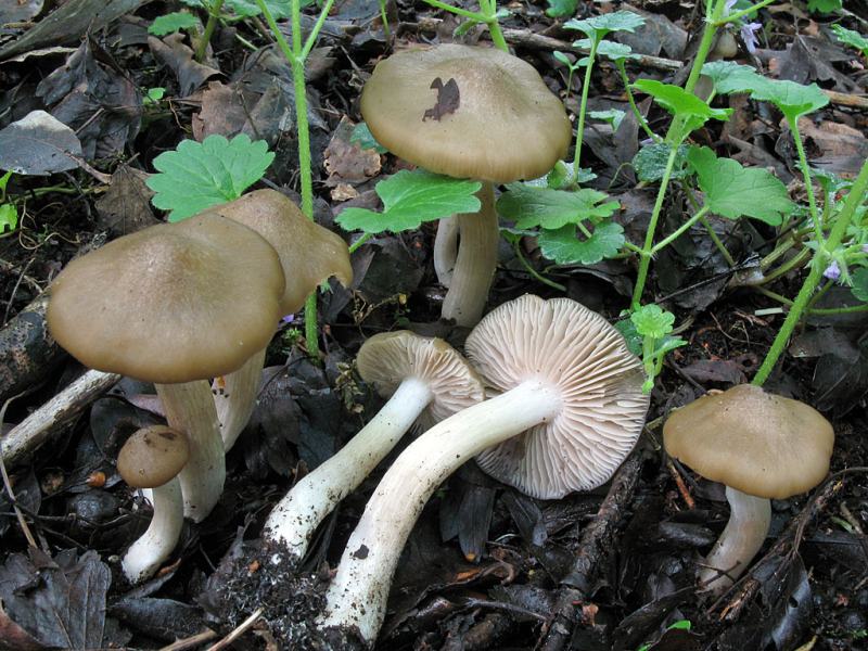 Une photo d'un Entoloma clypeatum