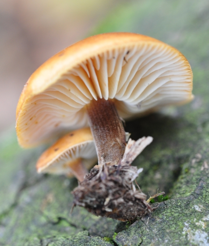 Une photo d'un Flammulina velutipes