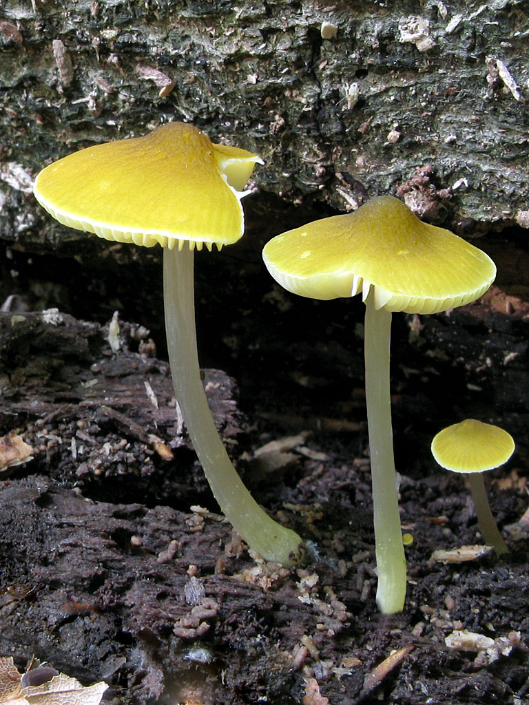 Une photo d'un Pluteus luteovirens