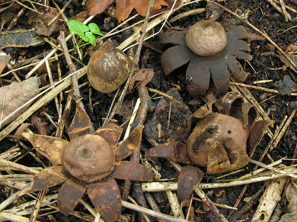 Une photo d'un Geastrum corollinum