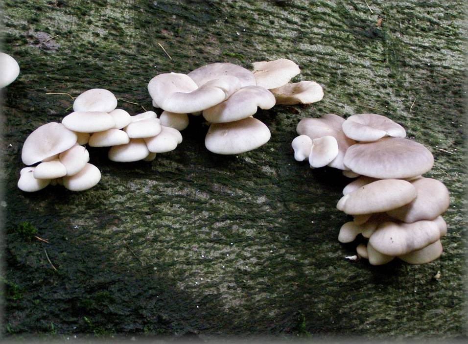 Une photo d'un Pleurotus ostreatus