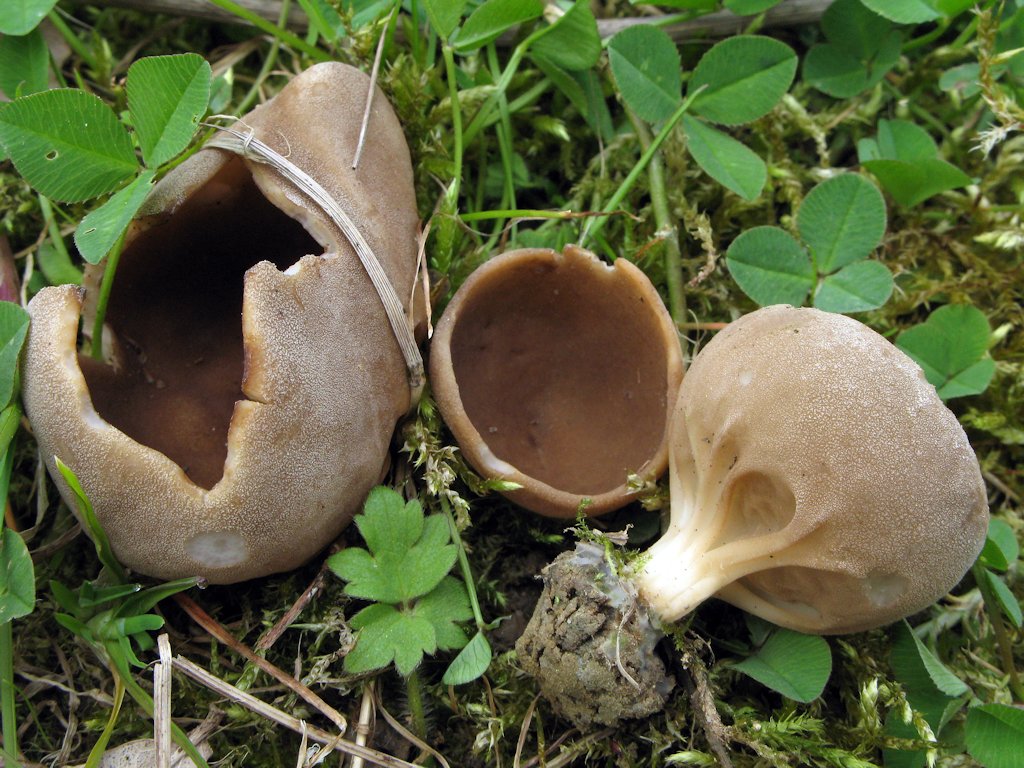 Une photo d'un Helvella acetabulum