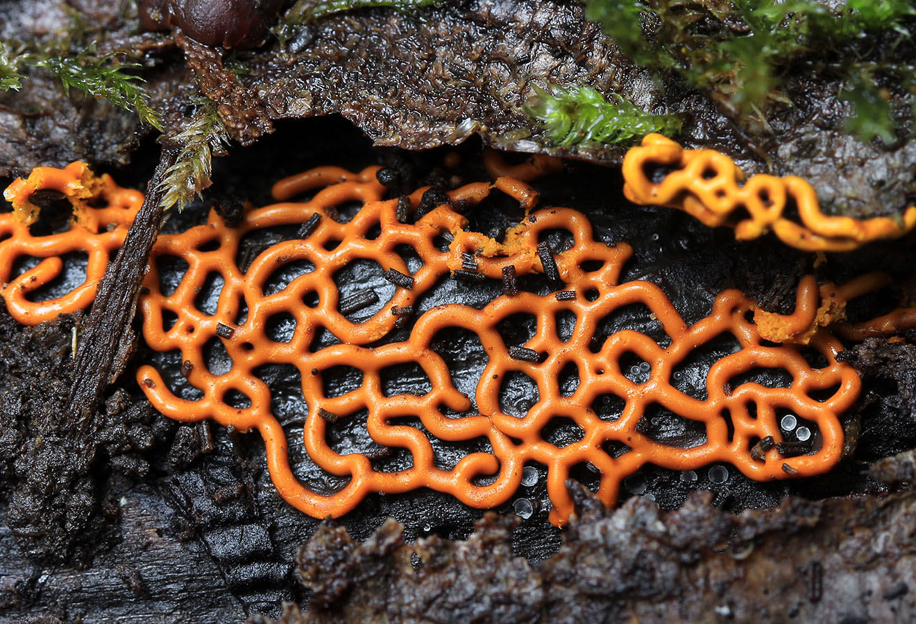 Une photo d'un Hemitrichia serpula