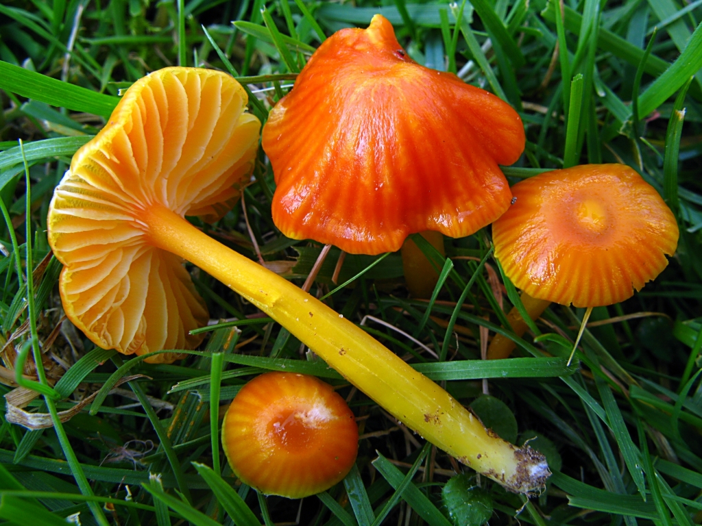 Une photo d'un Hygrocybe aurantioviscida