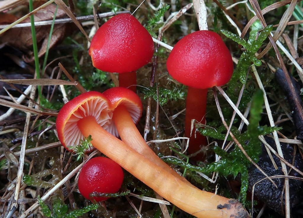 Une photo d'un Hygrocybe coccinea