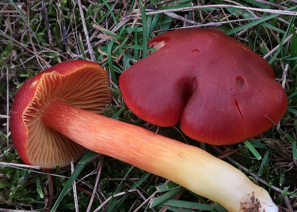 Une photo d'un Hygrocybe punicea