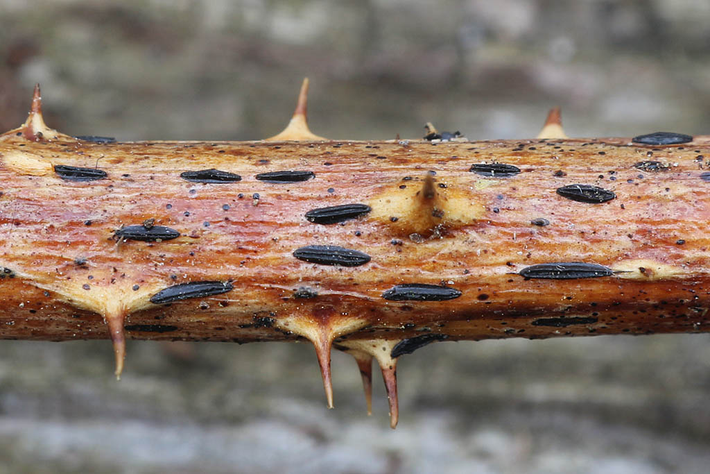 Une photo d'un Hypoderma rubi