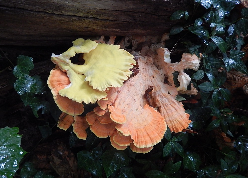 Une photo d'un Laetiporus sulphureus