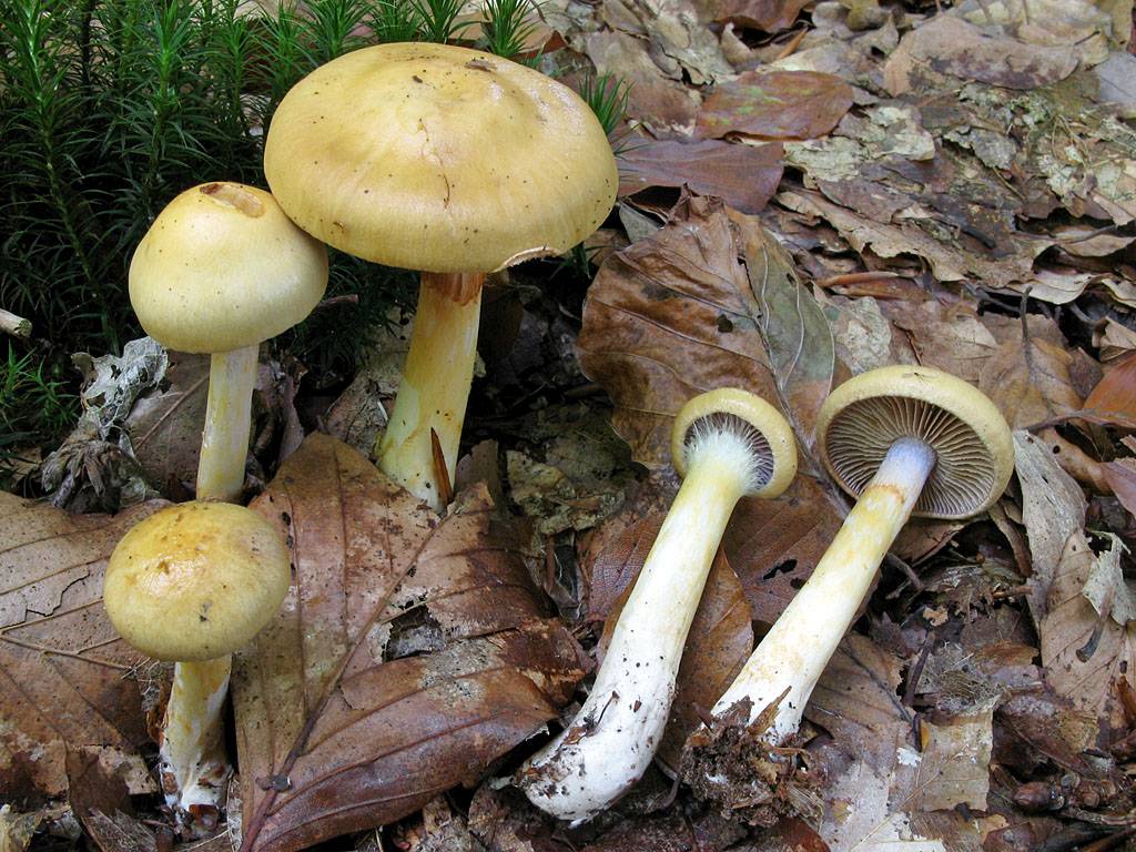 Une photo d'un Cortinarius delibutus