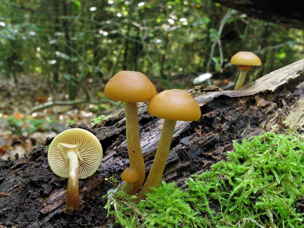 Une photo d'un Galerina marginata