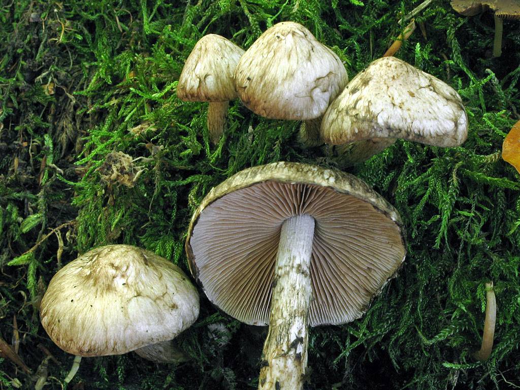 Une photo d'un Psathyrella maculata