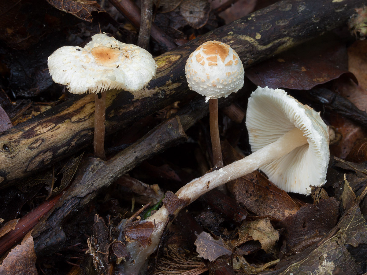 Une photo d'un Lepiota apatelia