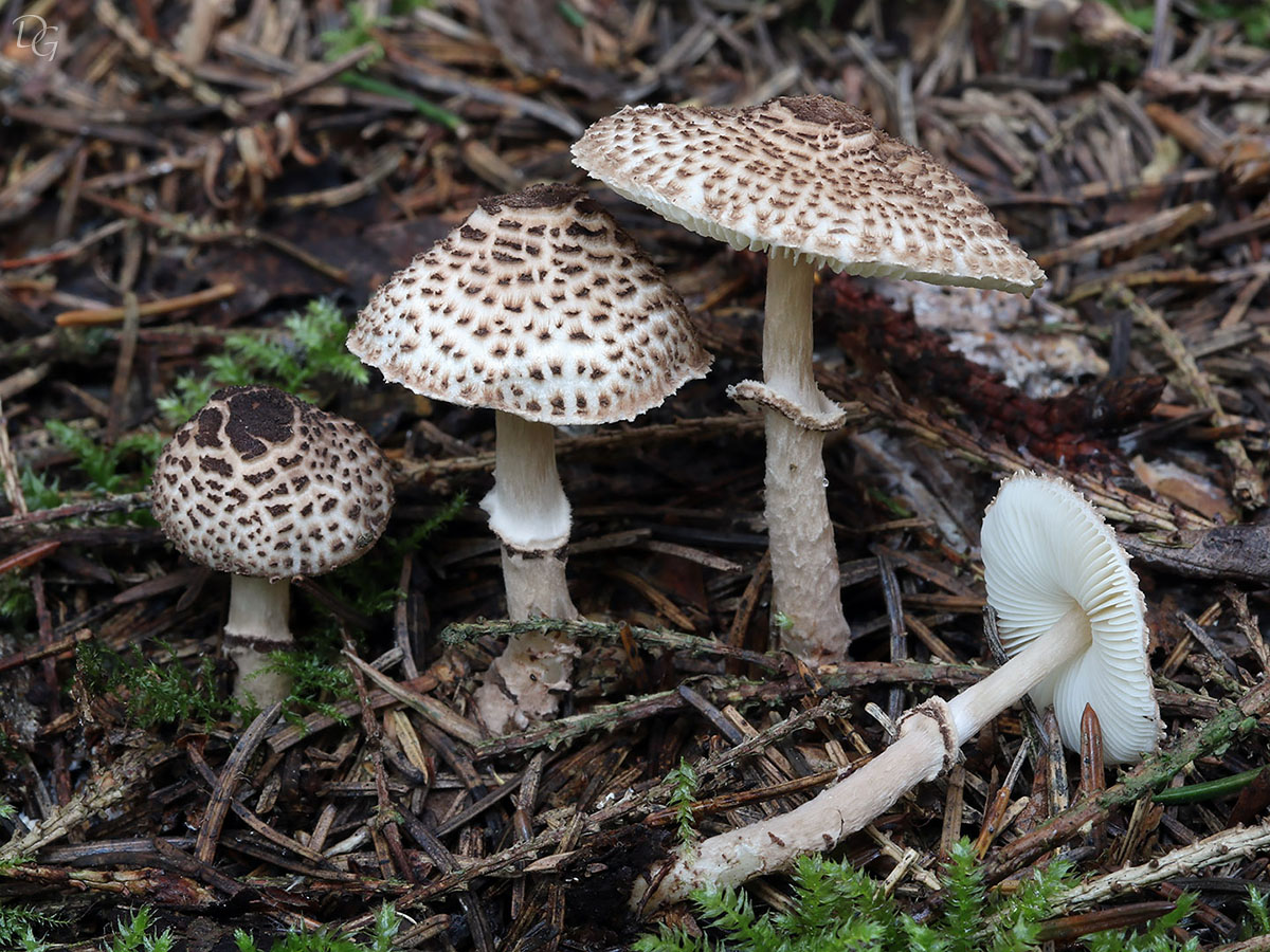 Une photo d'un Lepiota felina