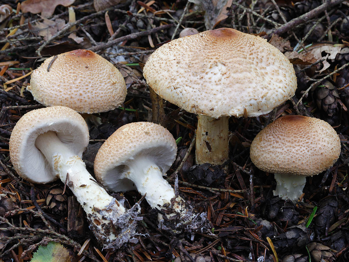 Une photo d'un Lepiota ochraceofulva