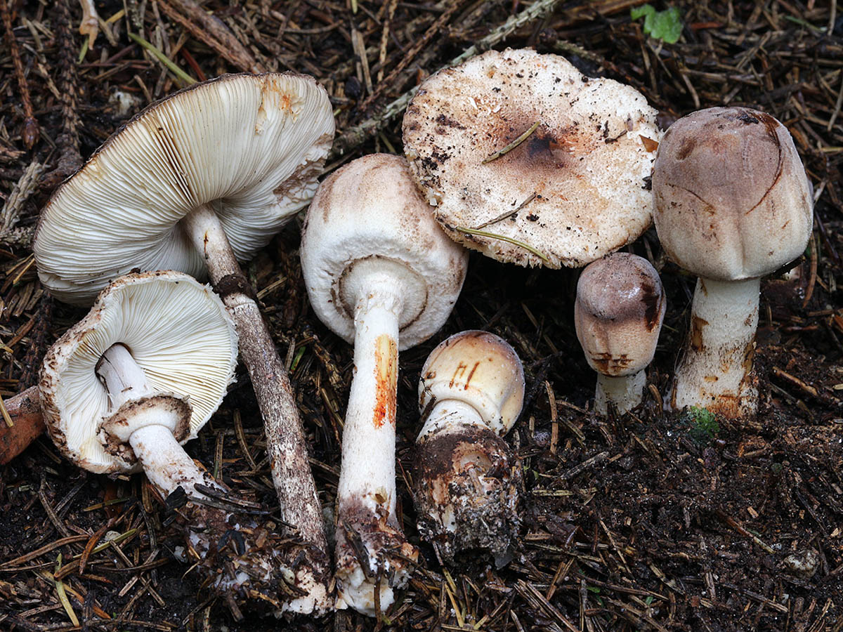 Une photo d'un Leucoagaricus badhamii