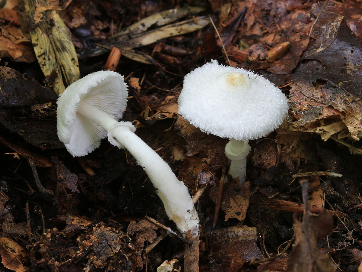 Une photo d'un Leucoagaricus sericatellus