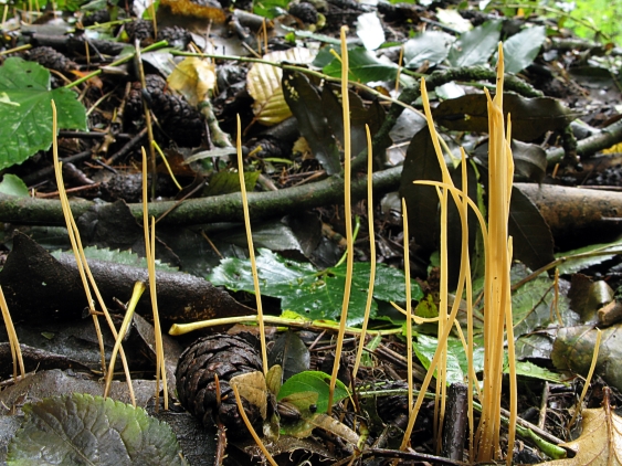 Une photo d'un Macrotyphula juncea