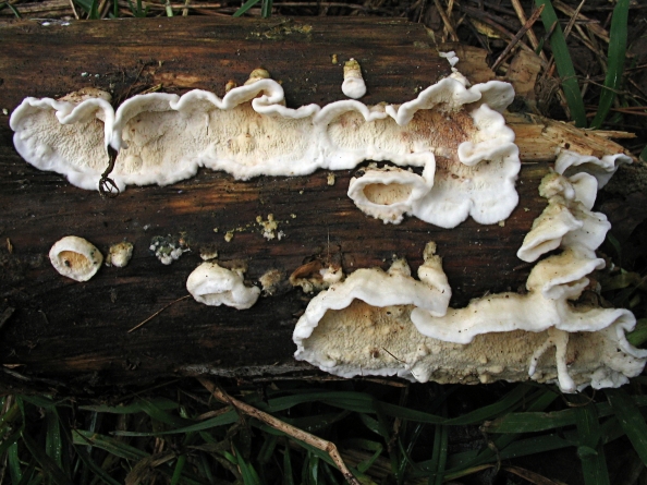 Une photo d'un Meruliopsis corium