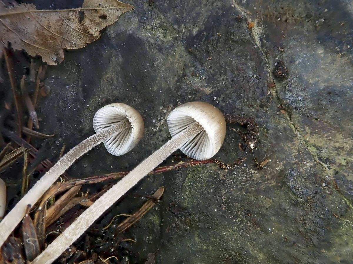 Une photo d'un Mycena amicta