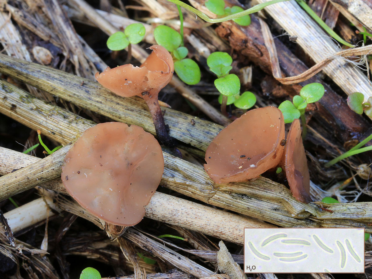 Une photo d'un Myriosclerotinia curreyana