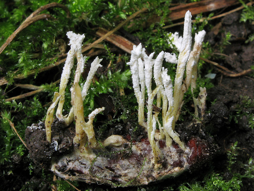 Une photo d'un Paecilomyces farinosus