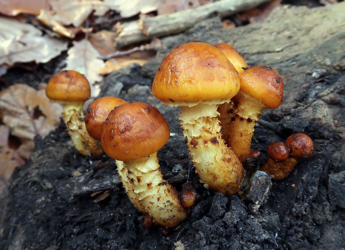 Une photo d'un Pholiota adiposa