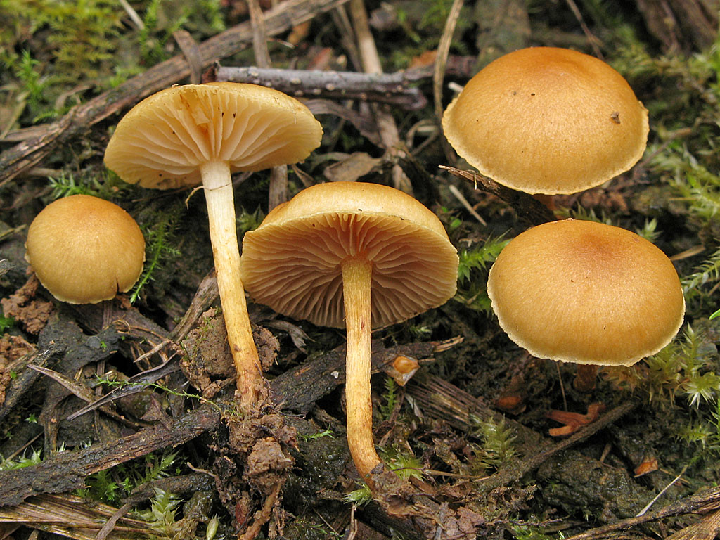 Une photo d'un Pholiota graminis