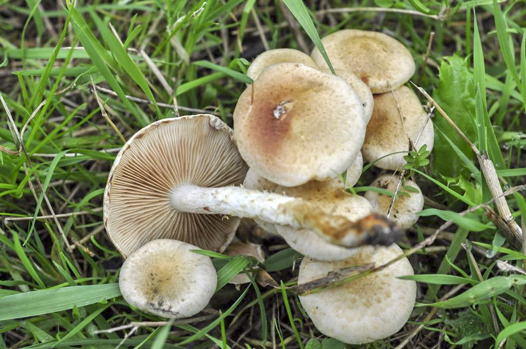 Une photo d'un Pholiota gummosa