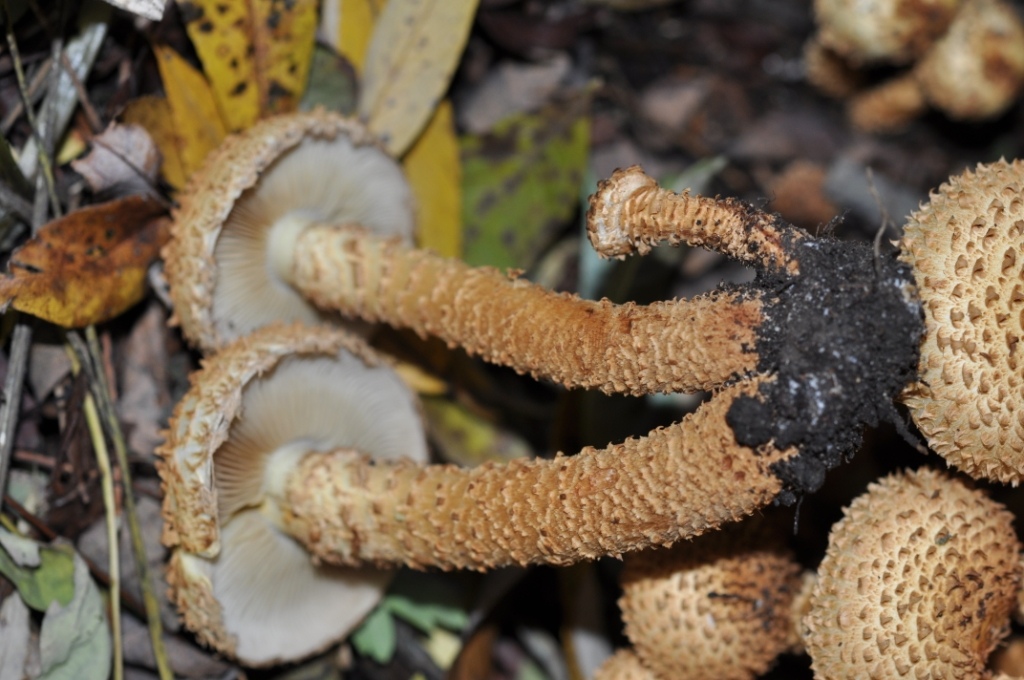 Une photo d'un Pholiota squarrosa