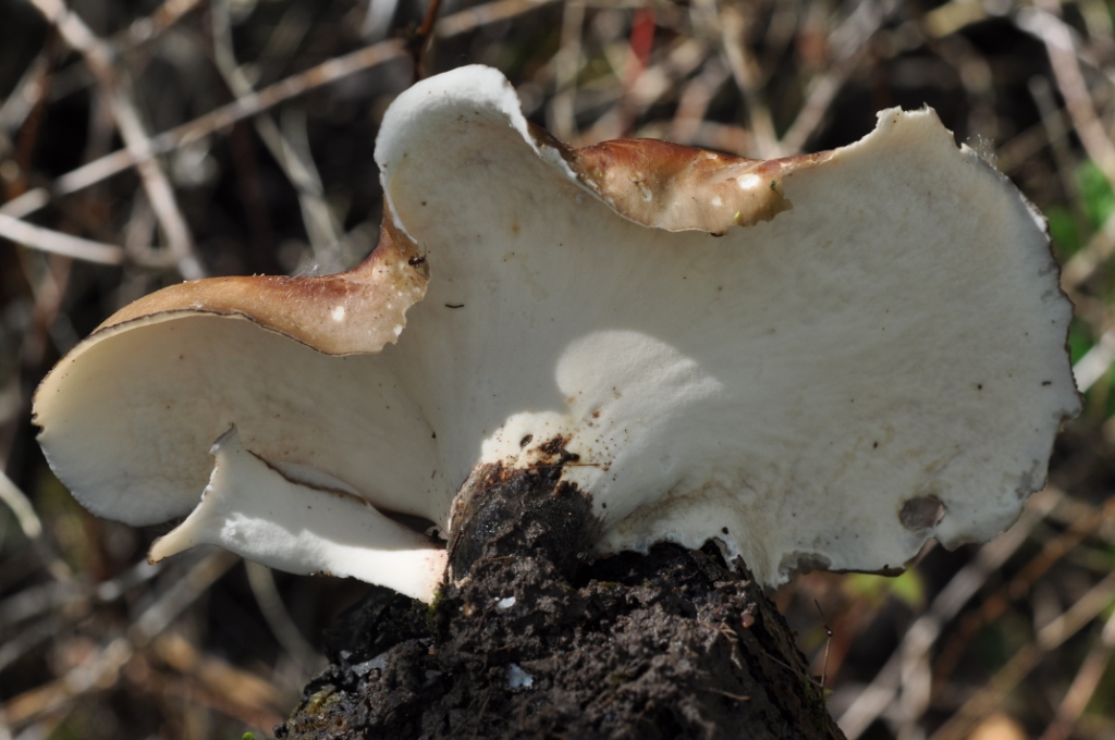 Une photo d'un Polyporus badius