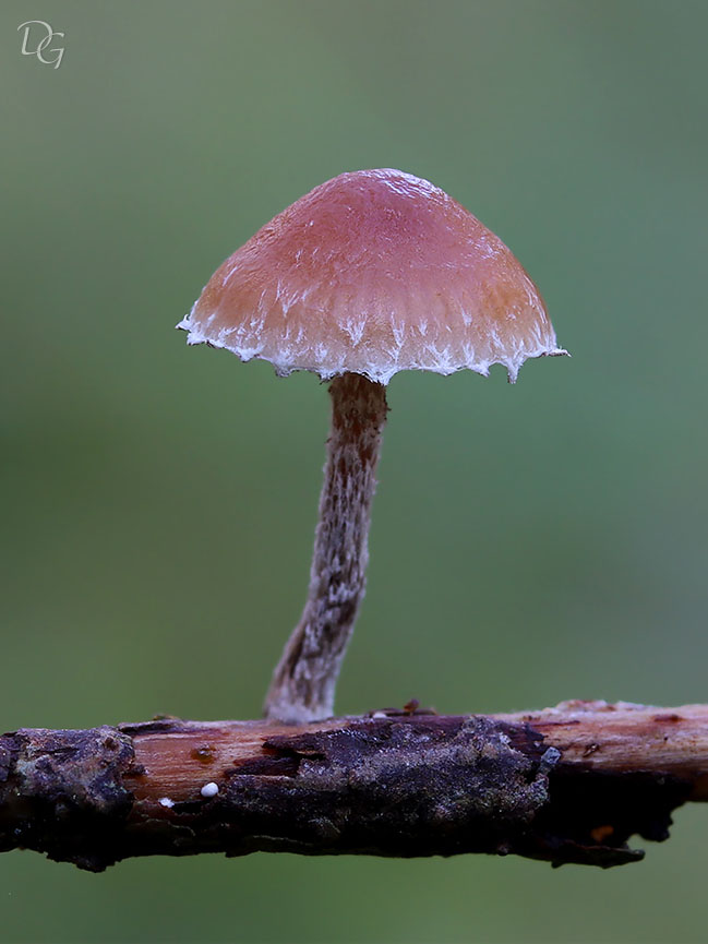 Une photo d'un Psilocybe crobula