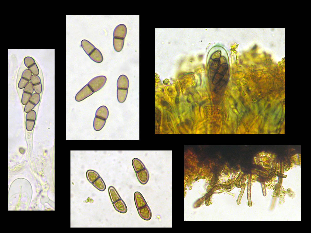 Une photo d'un Rhizodiscina lignyota