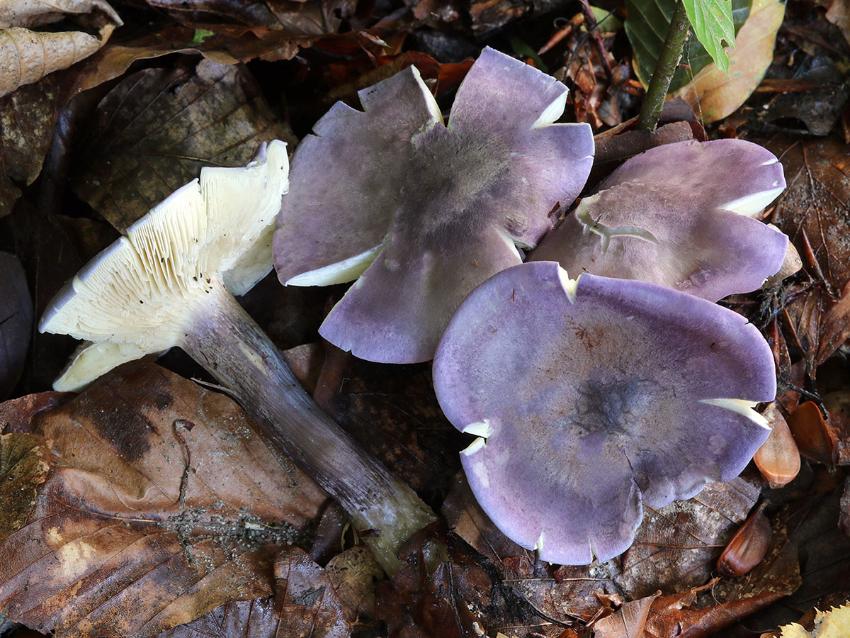 Une photo d'un Rugosomyces ionides