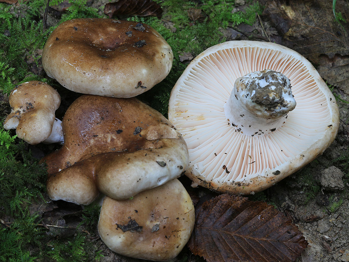 Une photo d'un Russula adusta